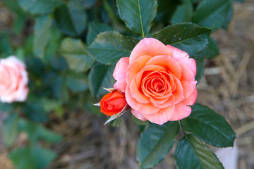 Flower background. Bush of pink roses in the garden. View from above, close-up, horizontal. Concept of design and nature.