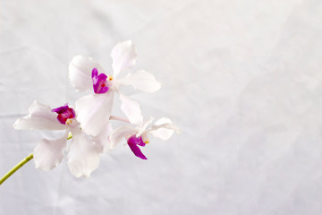 Fototapeta na wymiar pink and white dendrobium orchids on white background