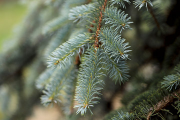 Background texture. A branch of green spruce close-up. Macro, horizontal, cropped shot, free space. Nature's concept.