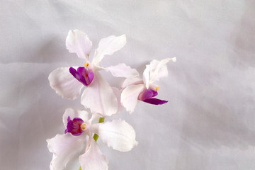 pink and white dendrobium orchids on white background