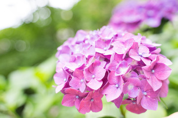 アジサイ 紫陽花　hydrangea 　ピンク　pink