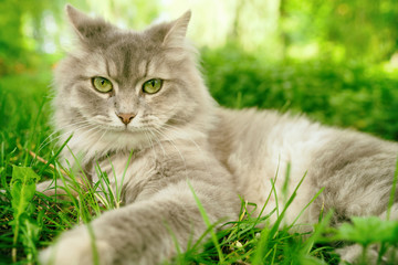 Naklejka na ściany i meble Cat in green summer grass outside in garden. Grey long hair Ragdoll with green eyes.