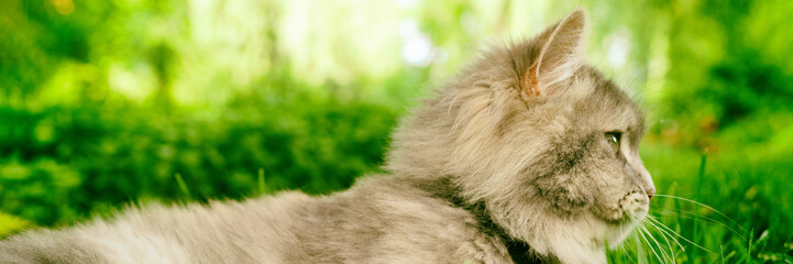 Obraz premium Grey cat profile portrait banner panorama looking away in green grass park summer outdoors.