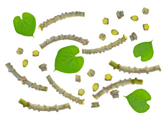  Tinospora crispa on white background