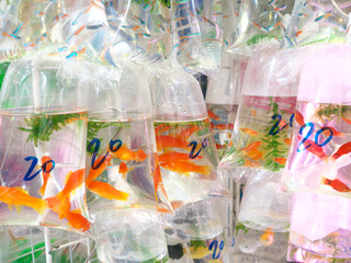 People's Republic of China, Hong Kong Special Administrative Region   Mong Kok-Goldfish Street