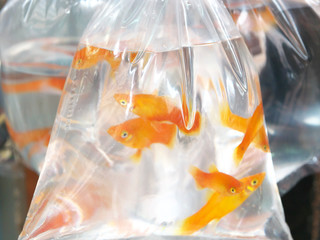 People's Republic of China, Hong Kong Special Administrative Region   Mong Kok-Goldfish Street