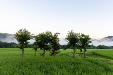 京都の農村地帯に生えている形のいい樹木