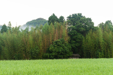 Fototapeta na wymiar 京都の農村地帯に植えられた黄色い花作業小屋