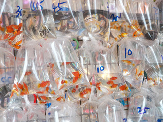 People's Republic of China, Hong Kong Special Administrative Region   Mong Kok-Goldfish Street