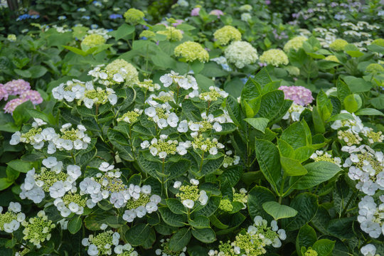 アジサイ 白いガクアジサイを中心に複数種類の紫陽花の茂み Stock Photo Adobe Stock