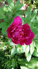 Red Peony Flower