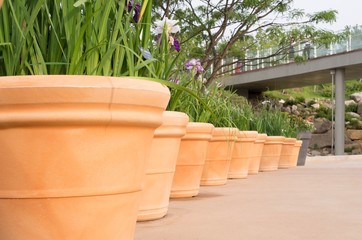 Terra Cotta clay pots placed in a row at a botanical garden. Pots are potted with Iris