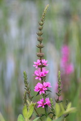 flowers in the garden