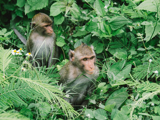A family of monkeys sitting in the bush.