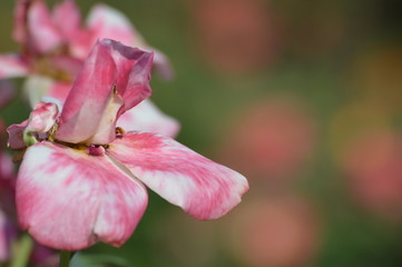 Thomasville rose garden 0260