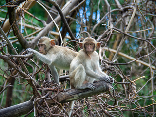 Monkeys sits on the tree