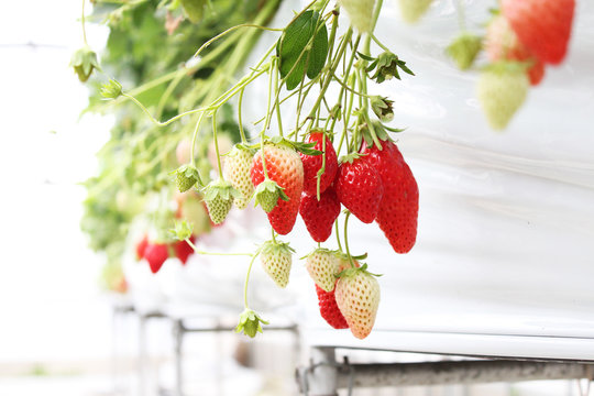 いちご狩り のストック写真 ロイヤリティフリーの画像 ベクター イラスト Adobe Stock