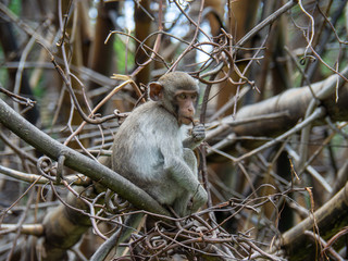 Monkeys sits on the tree