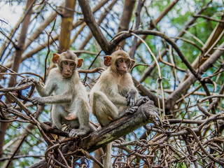 Monkeys sits on the tree