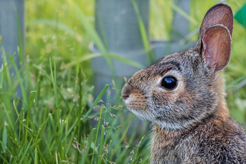 Rabbit in suburban backyard