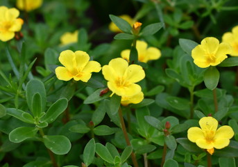 beautiful common purslane flower in fresh garden