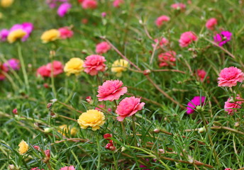 beautiful common purslane flower in fresh garden