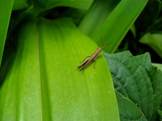 grasshopper on leaf
