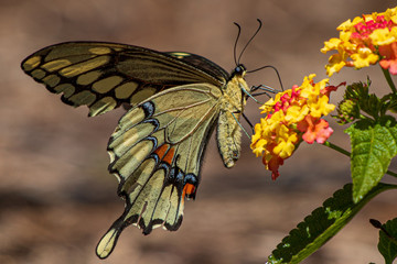 Swallowtail butterfly on lantana plant