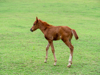Horse on lawn, grazing land for horses, Foal