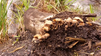 mushrooms in forest