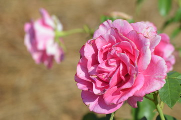 Thomasville rose garden 0268