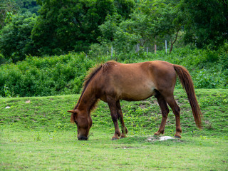 Horse on lawn, grazing land for horses