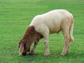 Naklejka na ściany i meble Sheep in the grass, meadow, pasture