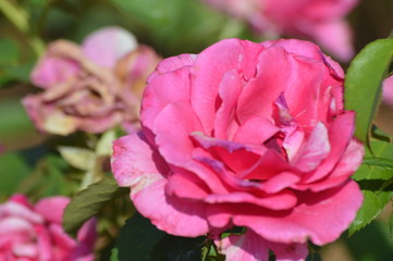 Thomasville rose garden 0270
