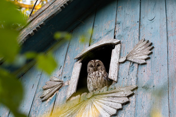Lonely owl on a window-frame