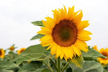 Sunflower field on a summer day