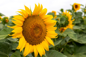 Fototapeta premium Sunflower field on a summer day
