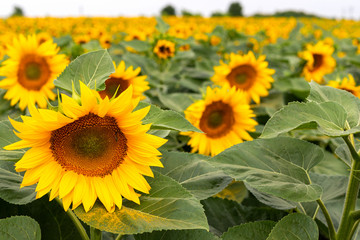 Fototapeta premium Sunflower field on a summer day