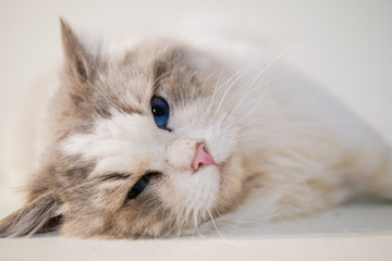 Fototapeta premium Lovely ragdoll cat portrait with beautiful colours and patterns