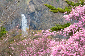 春の華厳滝