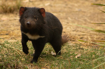 A young female endangered Tasmanian Devil prowls for food in the early morning