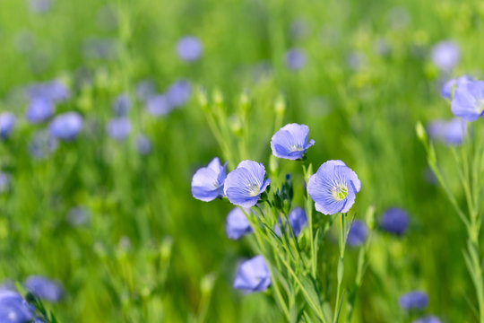flax field with blue flowers