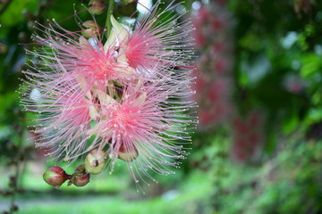 Miyako island, Japan - June 25, 2019: Barringtonia racemosa or powder-puff tree or Common putat or or Fish-Killer Tree or Sagaribana in Miyako island, Okinawa 