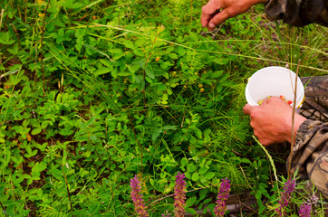 The hand of the collector of berries harvested in a bucket of red wild strawberries in the North of the growing number of grass Ivan-tea in the tundra of Yakutia.