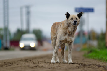 Lonely sad thin white dog stands at the road waiting looking into the distance in gray cloudy...