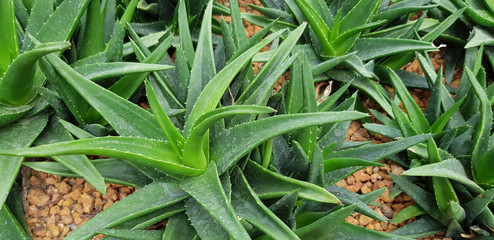 Obraz premium Aloe Vera is a tropical plant