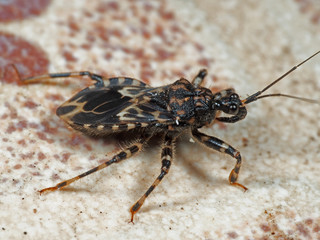 Macro Photo of Assassin Bug on The Floor