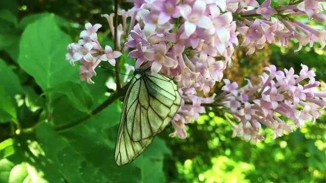 White cabbage butterfly Pieris brassicae sitting on lilac flower. Slow motion
