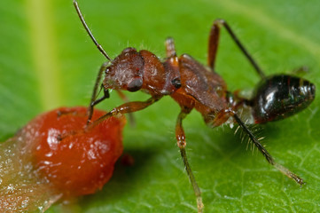 Macro Photo of Assassin Bug is Sucking Fruit on the Leaf