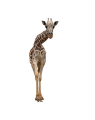 Closeup giraffe isolated on white background